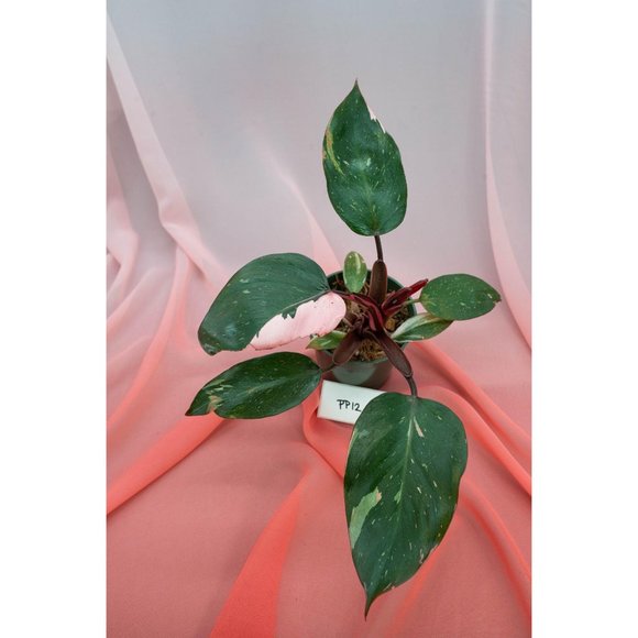 Pink Princess Philodendron 4" US Seller | RARE Pot - Picture 2 of 4